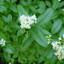 De witte bloemen van de ligusterhaag